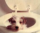 Dog_toulet.jpg