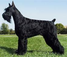 Ризеншнауцер (гигантский шнауцер) - породы собак