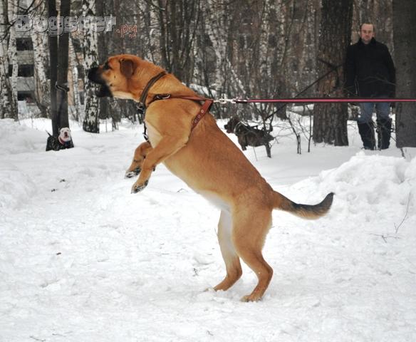 http://www.dogster.ru/upl/mydog_image/104/104404_750x650.jpg