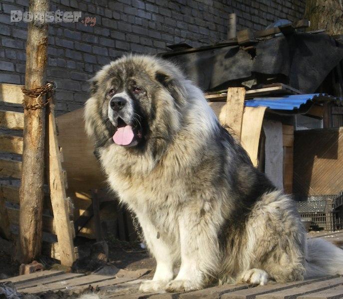 http://www.dogster.ru/upl/mydog_image/113/113270_750x650.JPG