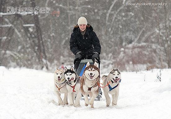 Сайт Знакомств Для Собак Москва